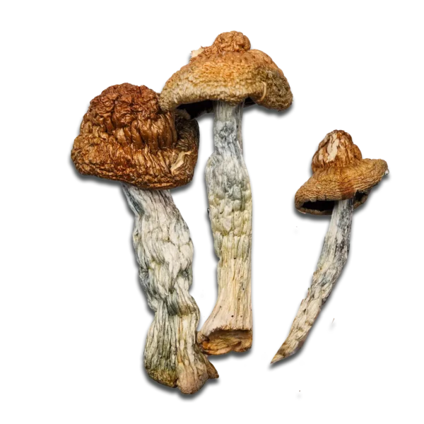 Jedi Mind Fuck Magic Mushrooms