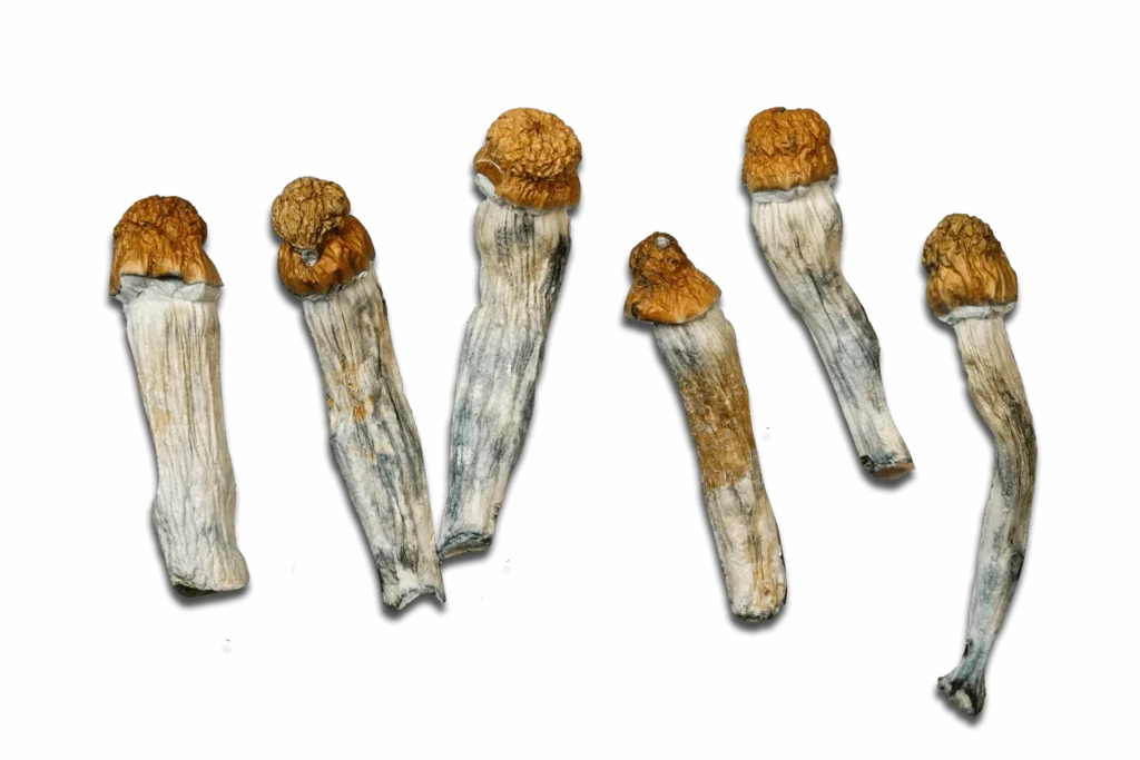 Melmac Magic Mushrooms