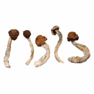 Cambodian Magic Mushrooms