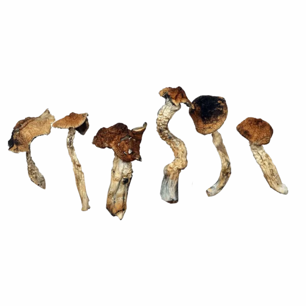 Mexicana Magic Mushrooms