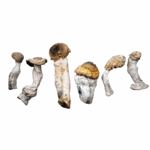 Blue God Magic Mushrooms