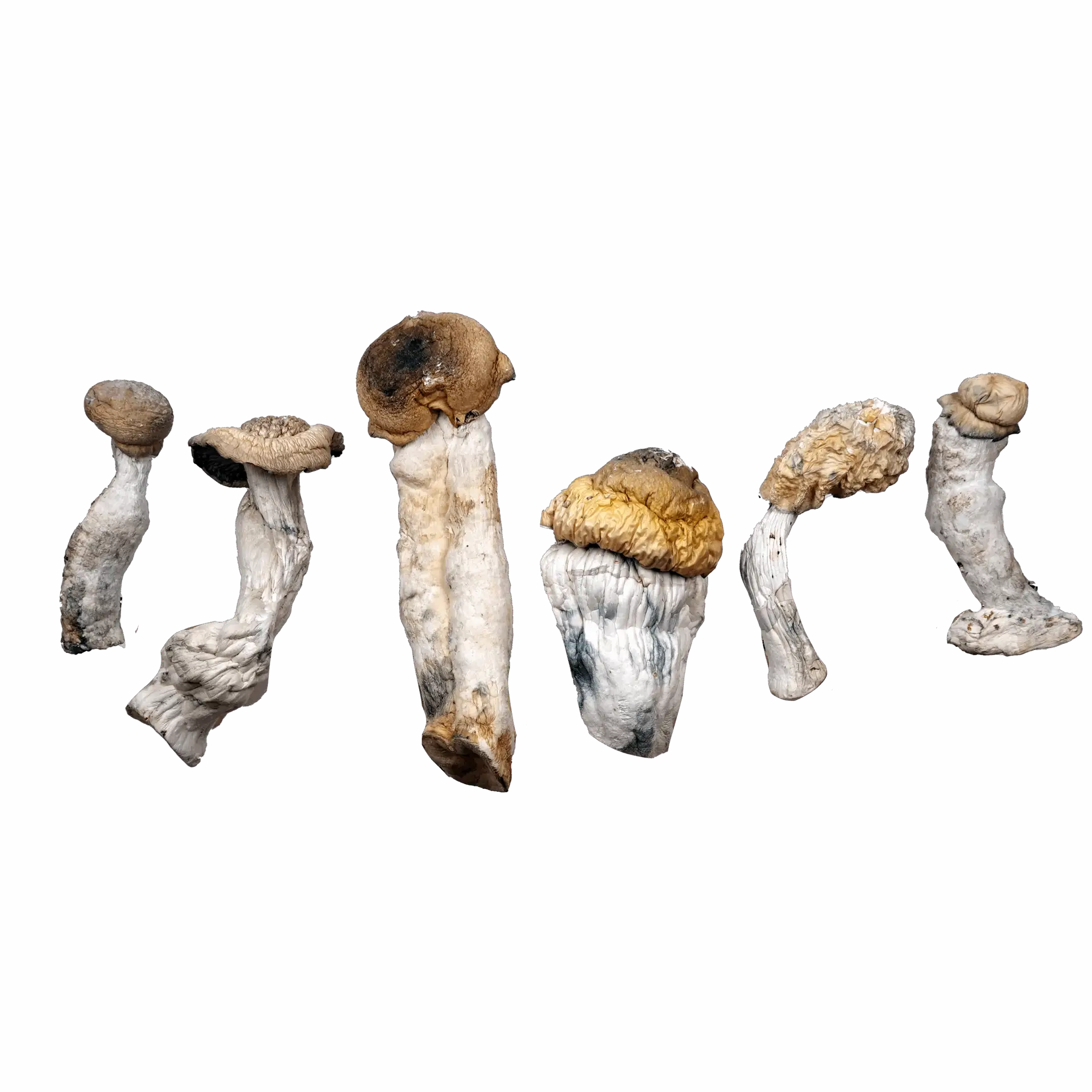 Blue God Magic Mushrooms