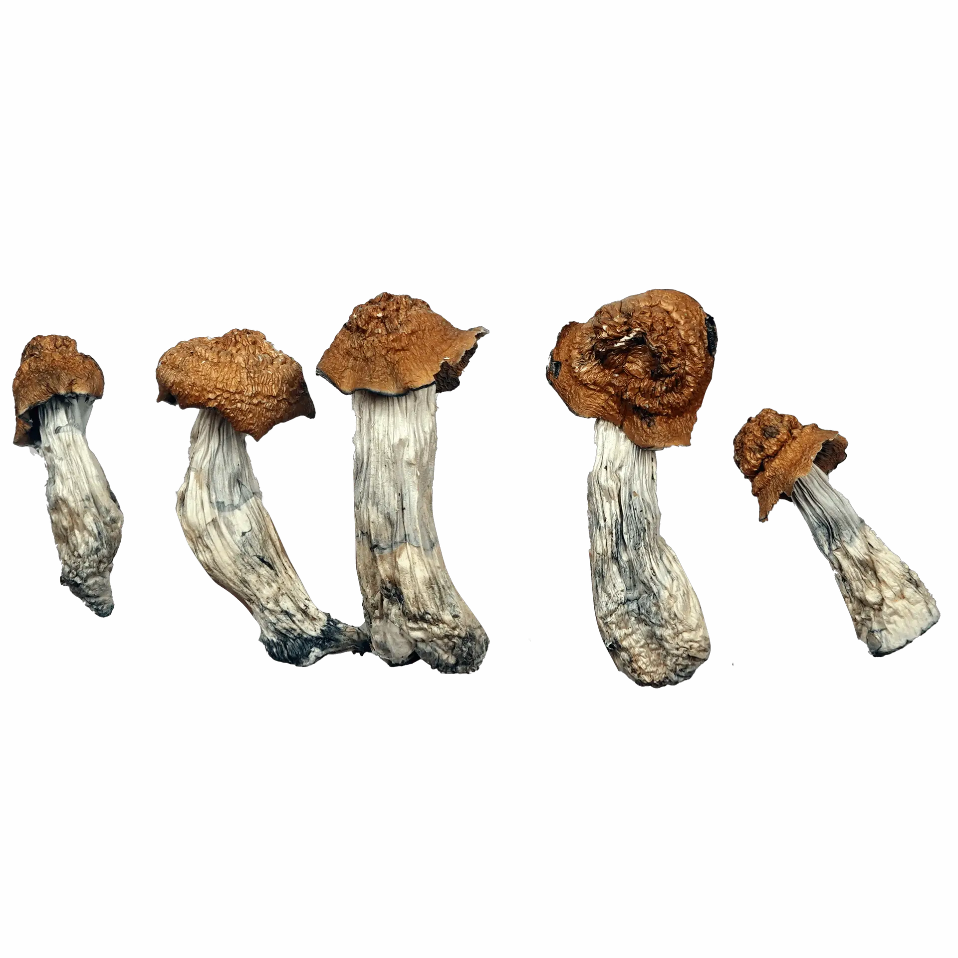 Texas Penis Envy Magic Mushrooms