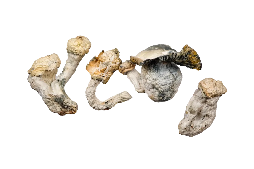 Code Blue Magic Mushrooms
