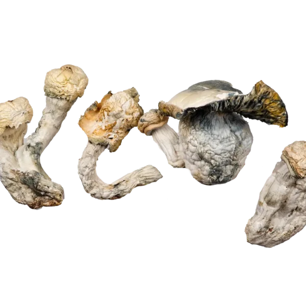 Code Blue Magic Mushrooms