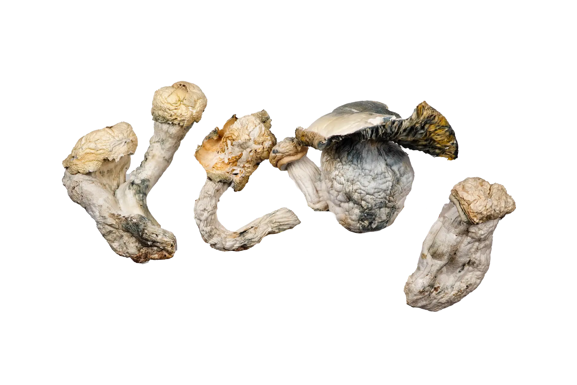 Code Blue Magic Mushrooms