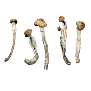 African Transkei – Magic Mushrooms