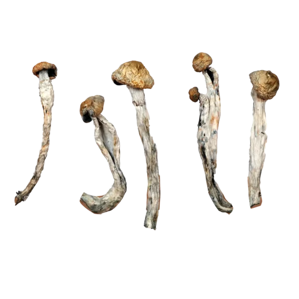 African Transkei – Magic Mushrooms