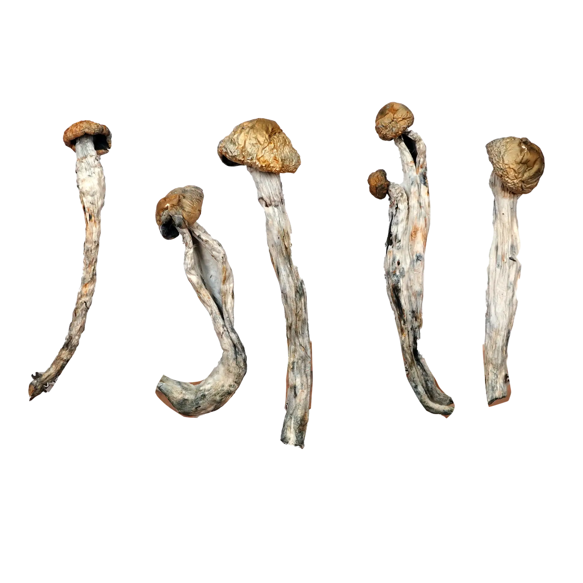 African Transkei – Magic Mushrooms