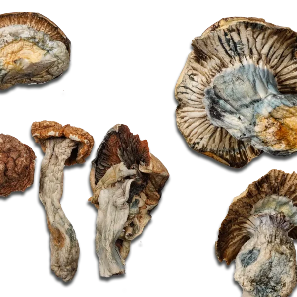 Gold Member Magic Mushrooms