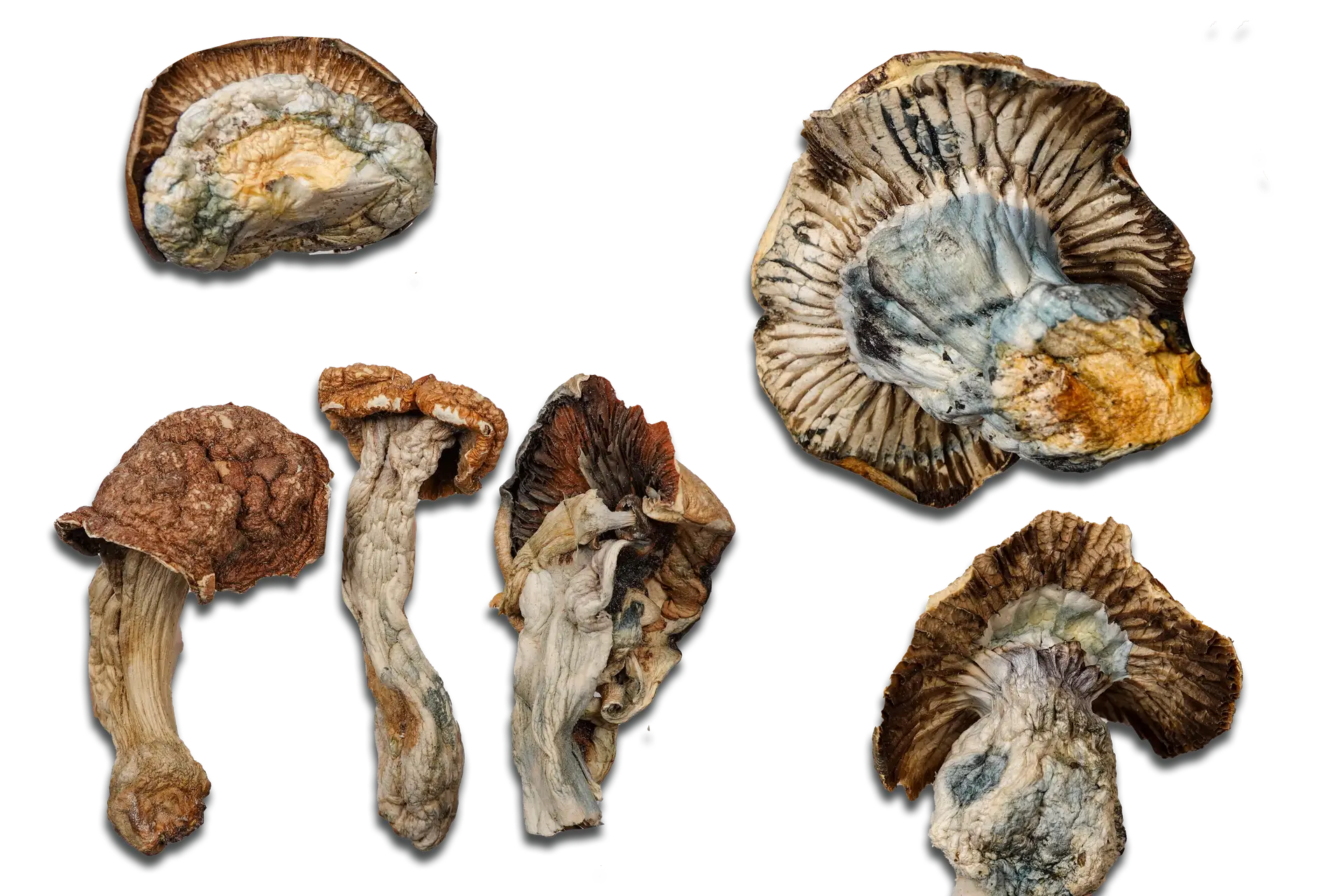 Gold Member Magic Mushrooms