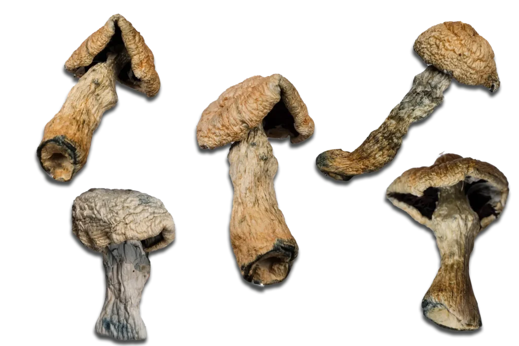 Penis Envy Magic Mushrooms